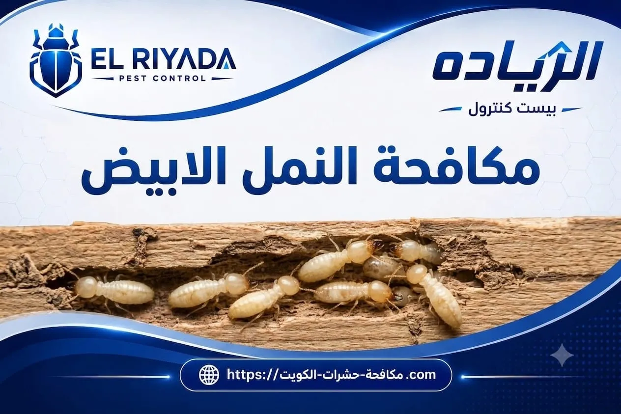 متى تحتاج فحص وعلاج النمل الأبيض بشكل احترافي بدل الحلول المنزلية